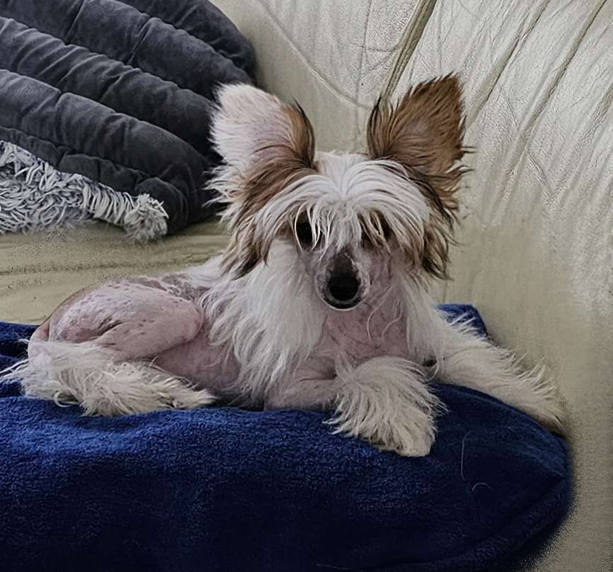 Sky is de Limit Little Charmings