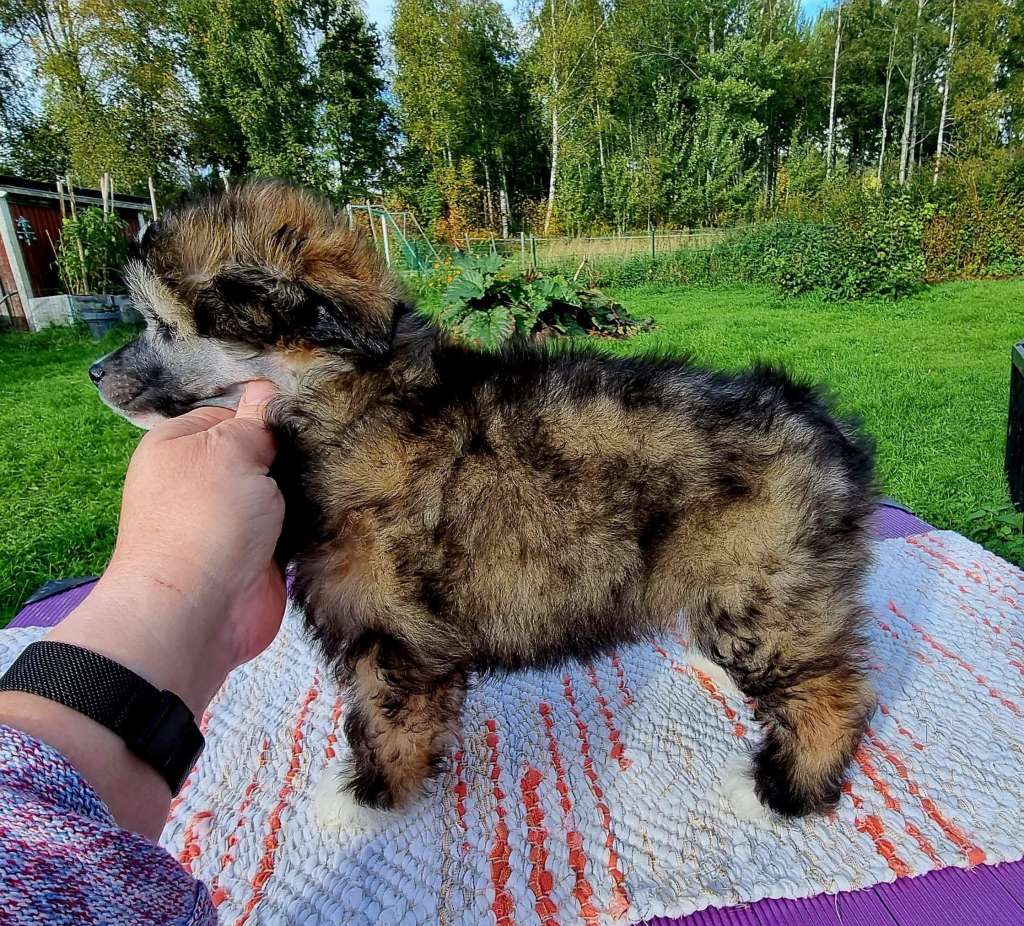 Tournais Real Slim Shady