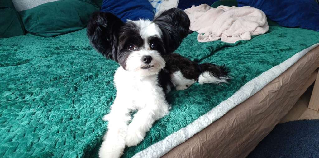 Elsa Exotic World FCI