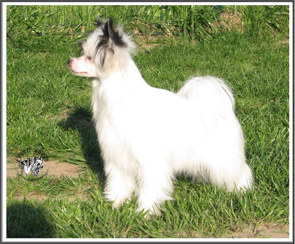 Emma Exotic World FCI