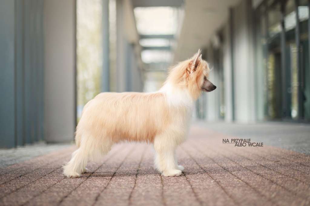 Geronimo Insolite Familier