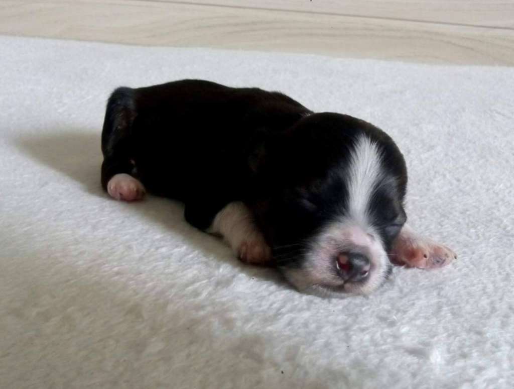 Cappy Moravia Carolline