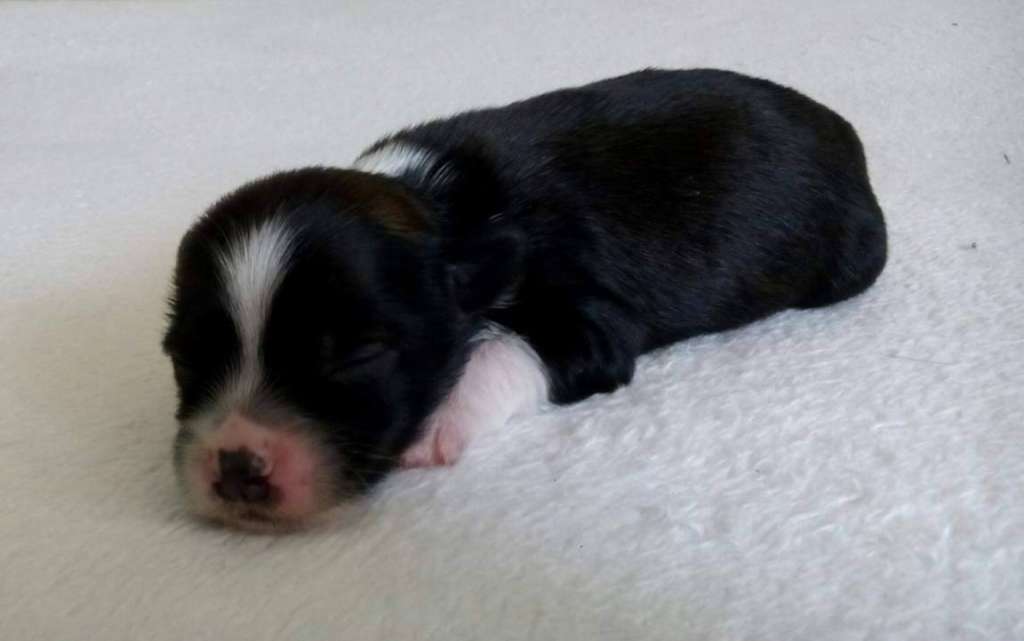 Cool Coffee Moravia Carolline