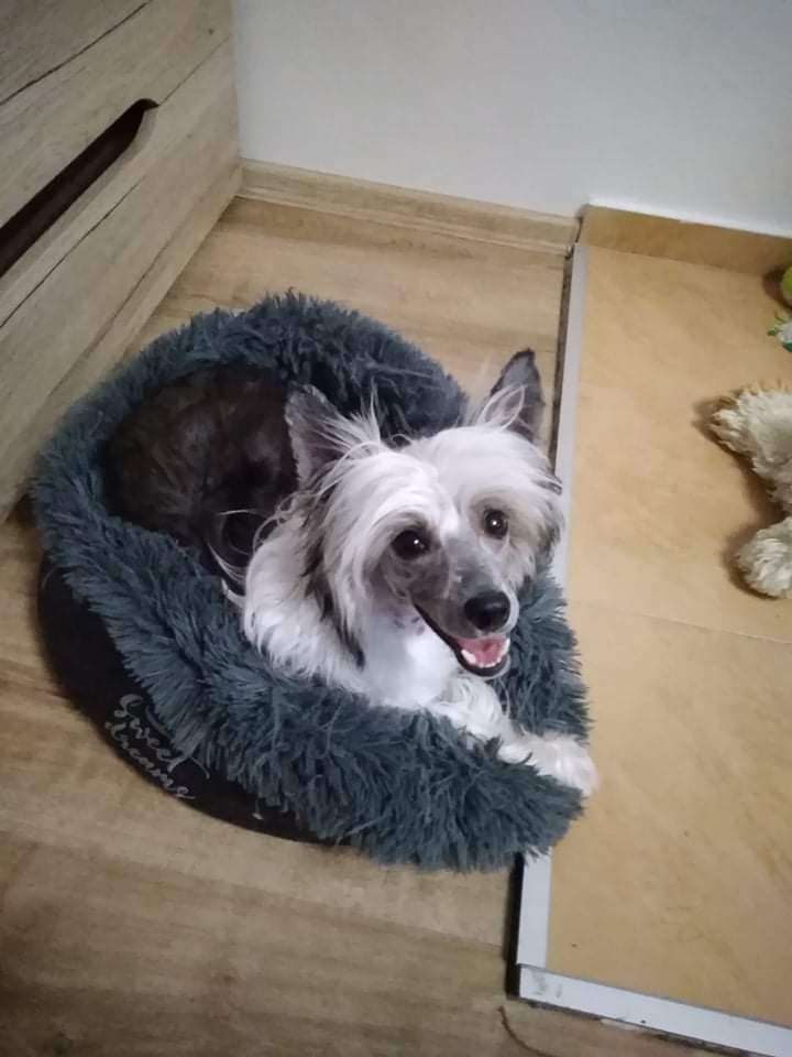 Dorotka Moravia Carolline