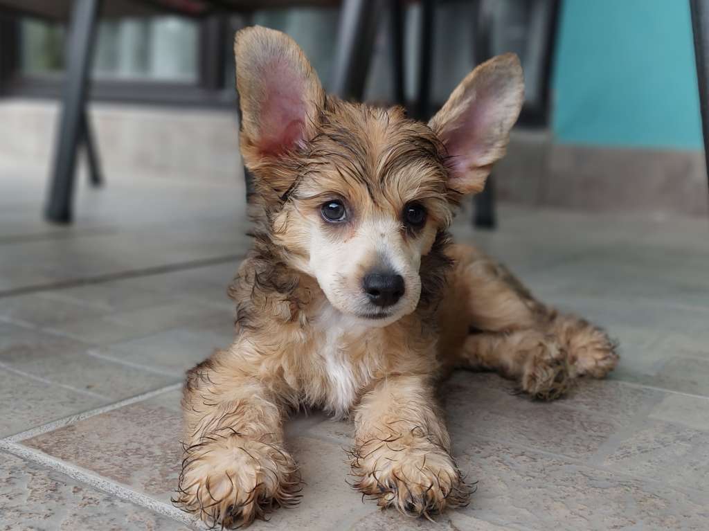 Edward Moravia Carolline