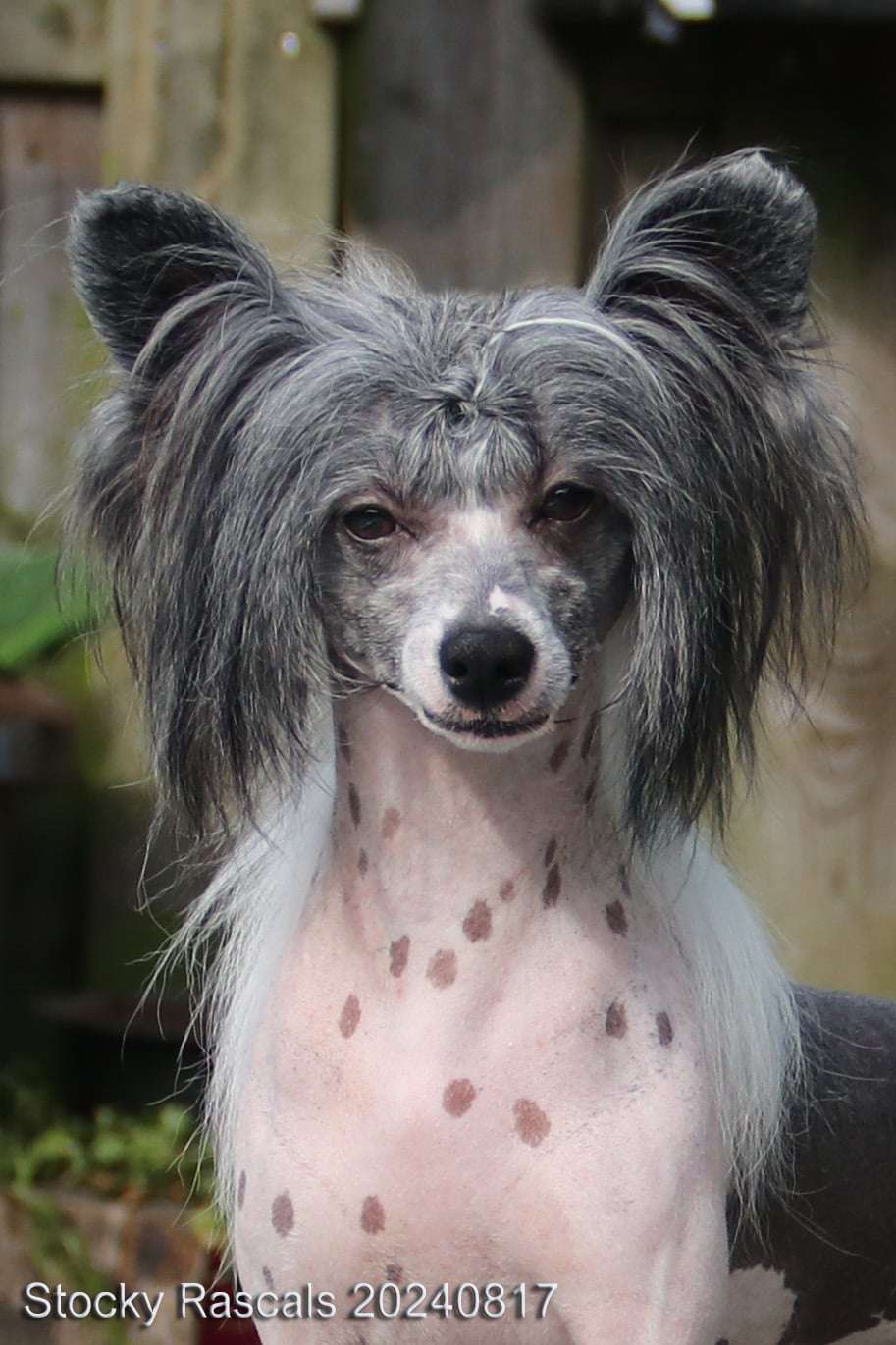 Tito Planet of Dream