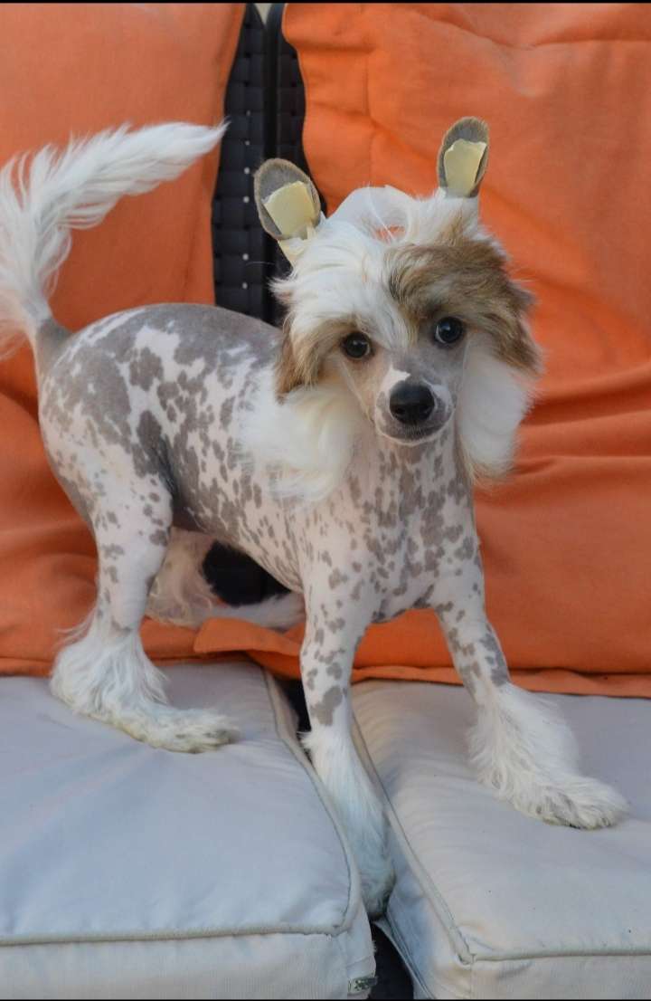 Magnus Staff Madonna Santa