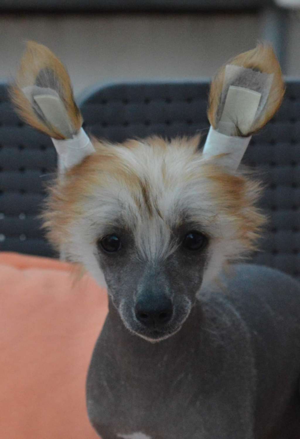 Magnus Staff Naked Time