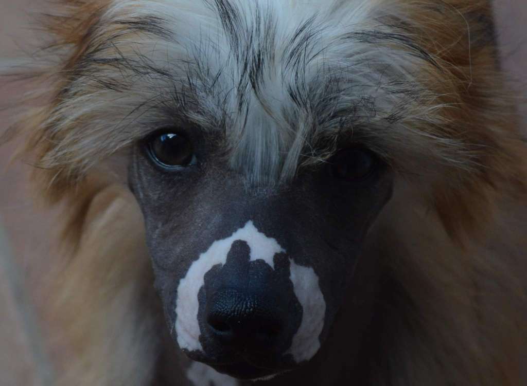 Magnus Staff Naughty but Nice