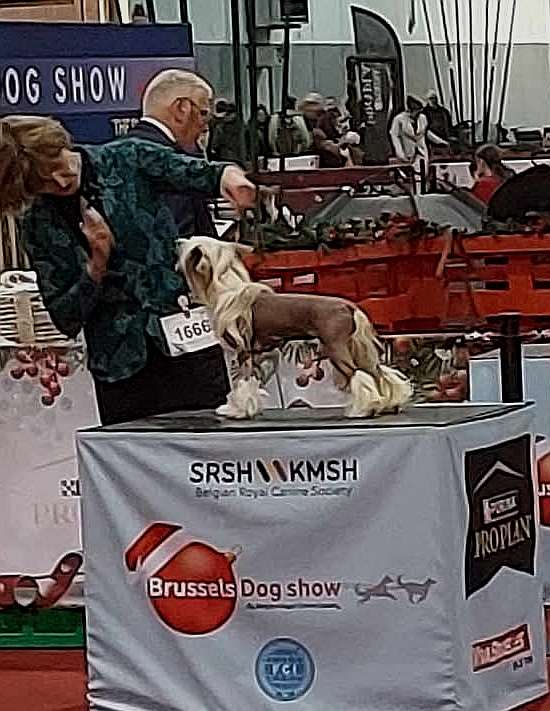 Be My Dog's Gazelle Jabali