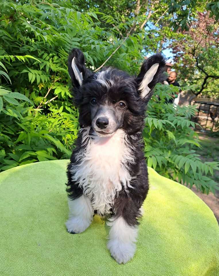 Futurystyczny Etos Sasimafci