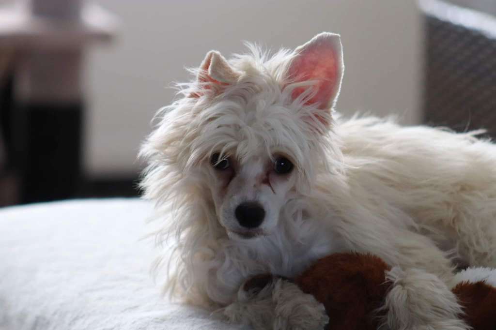 Traumtanz Vicit Vim Virtus