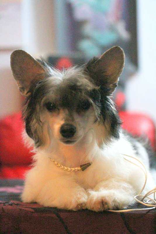 Waggingtail ... Once Upon in Time Mister Presedent