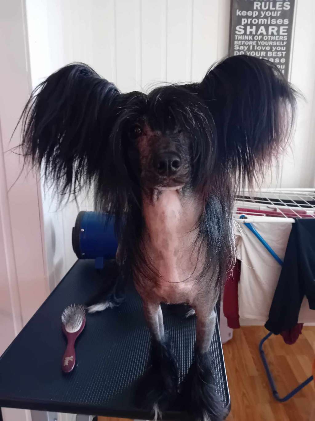 El Diablo Sasima Fci