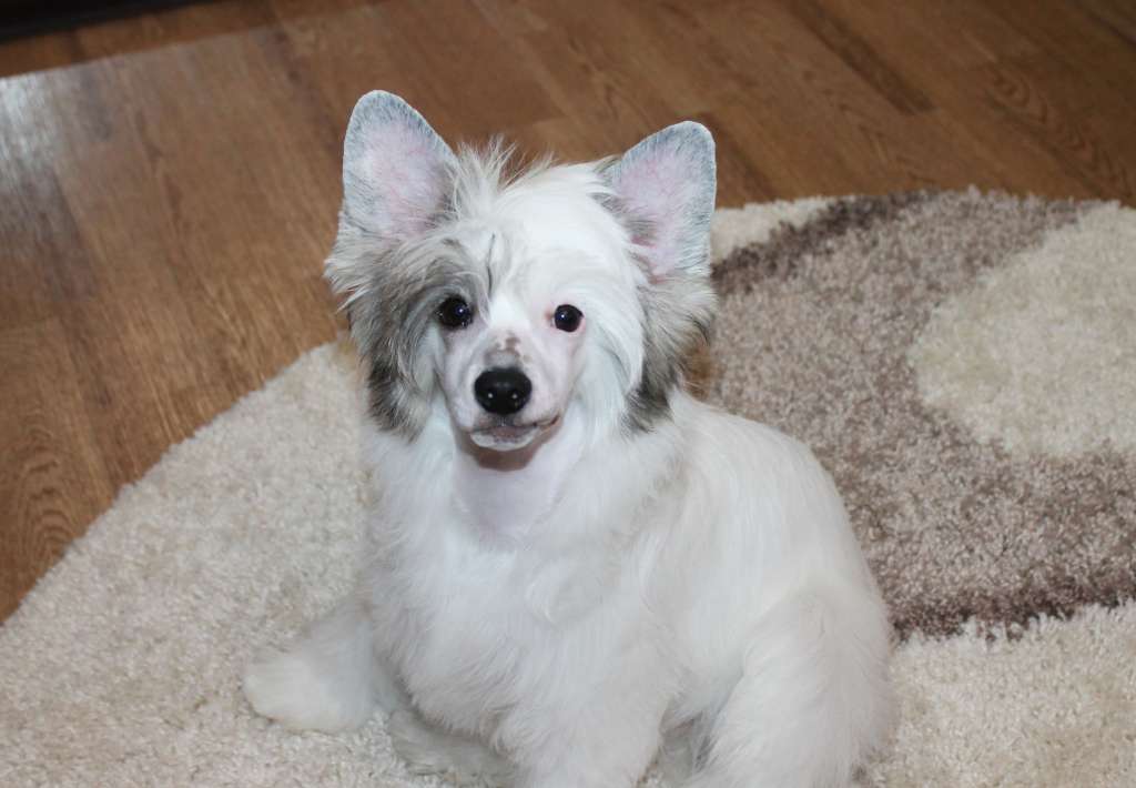 Sempre Con Te Velvet Lily