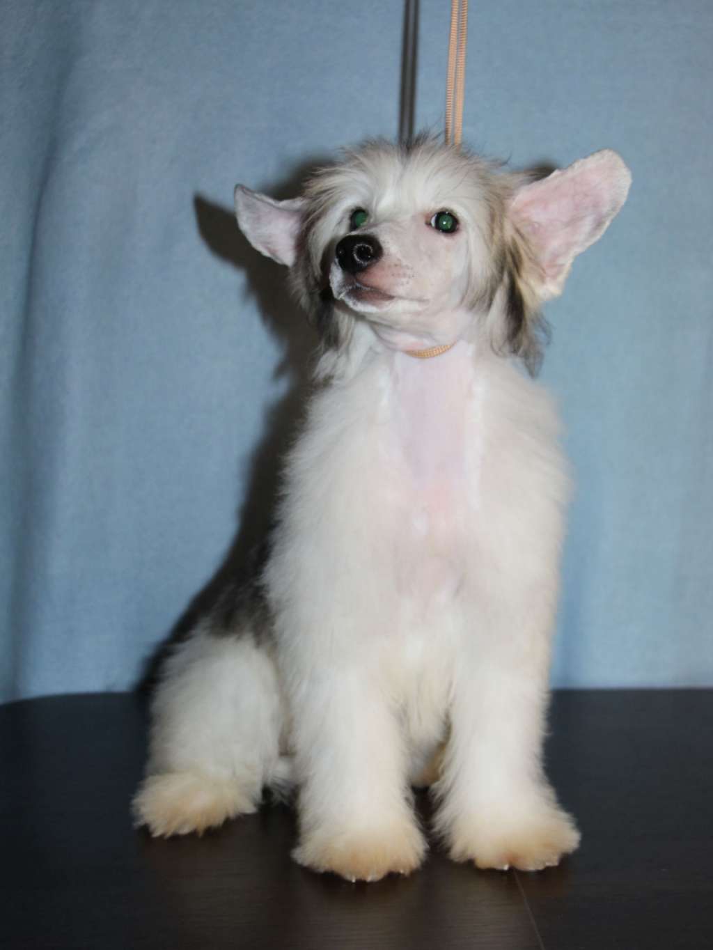 Gallurius Excellent Sunny Day