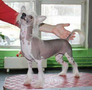 Miniatura Club Fanatela