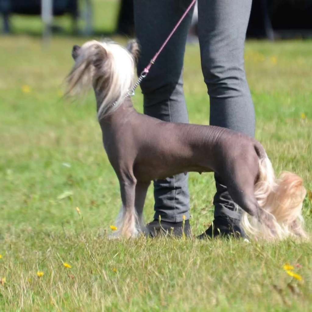 Timanttiliigan Chiquitita