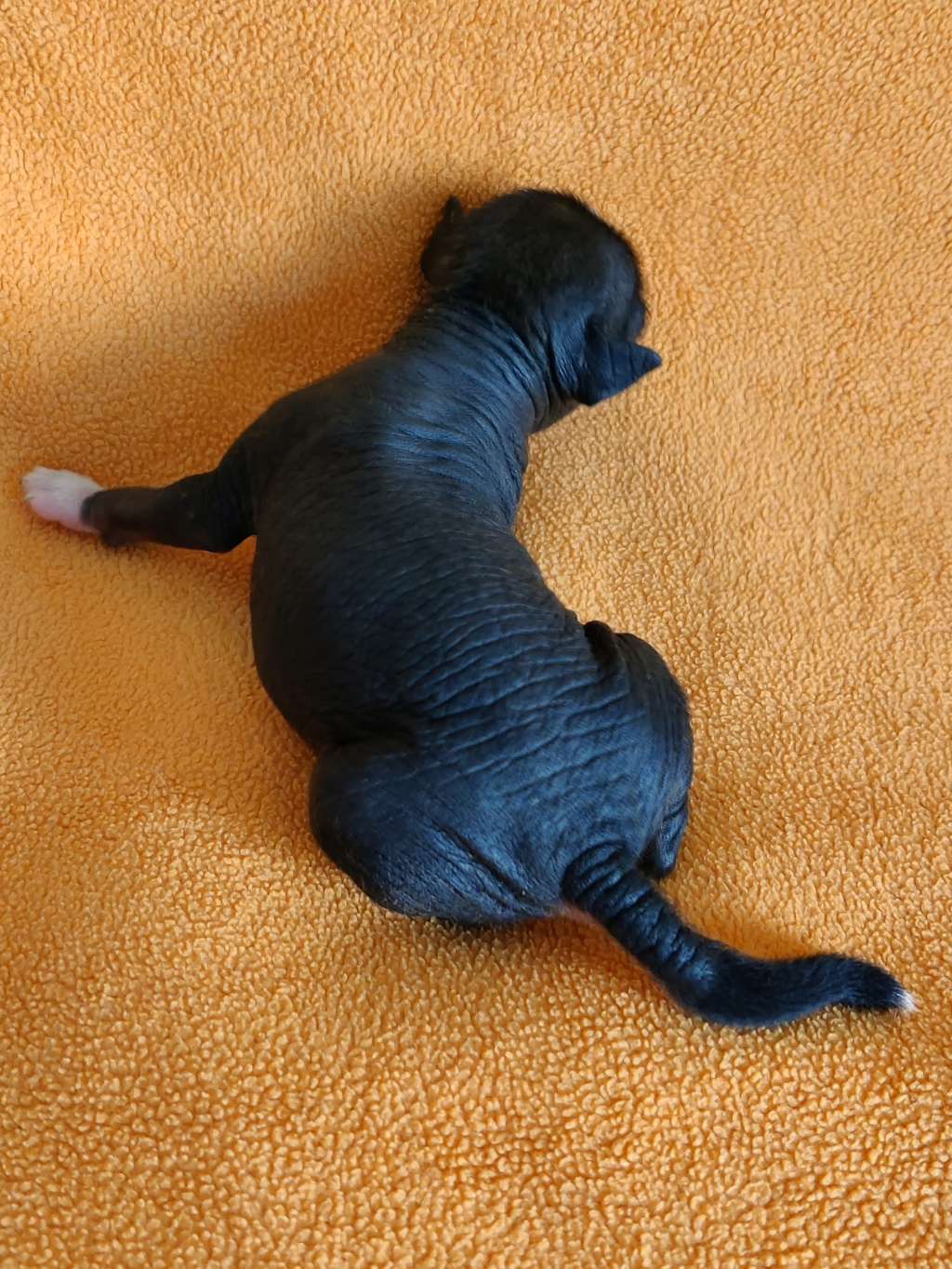 Timanttiliigan Dancing Queen