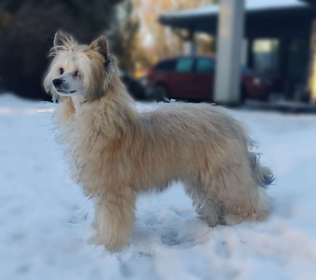 Timanttiliigan Mamma Mia