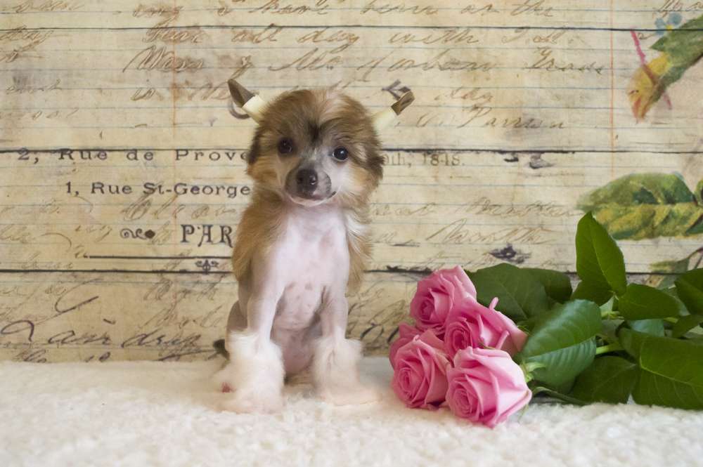 Oro Antenati Incredible Zarina