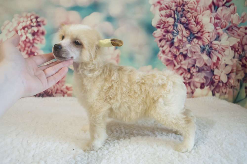 Oro Antenati Double Ice Cream