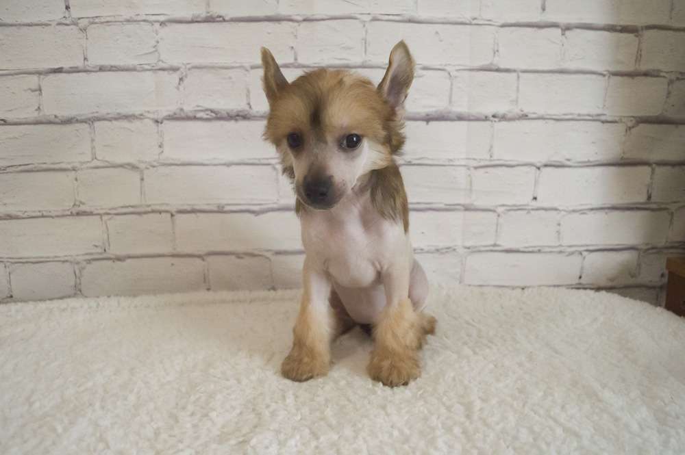 Oro Antenati Diamond Infinity