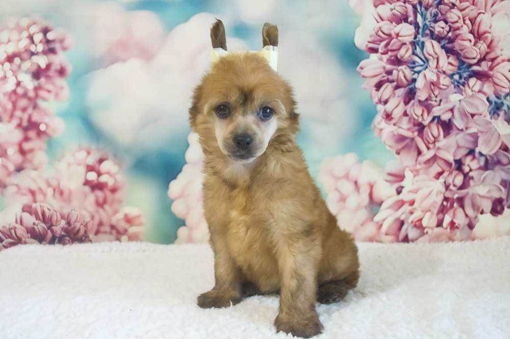 Oro Antenati Diva In Dreams