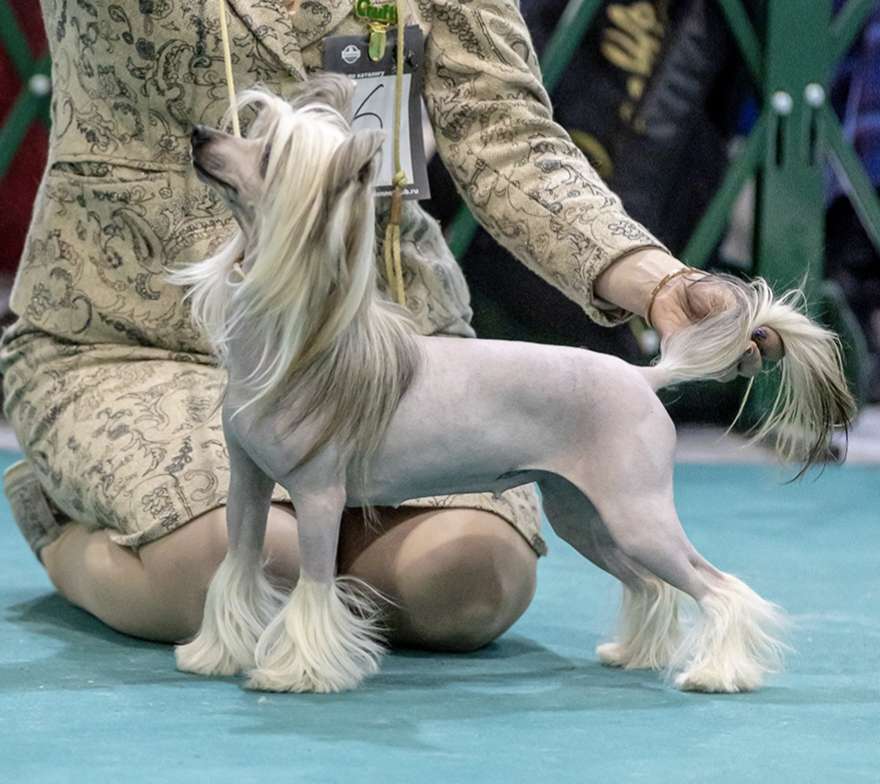 Free fire Lodestar for Ilatani Style