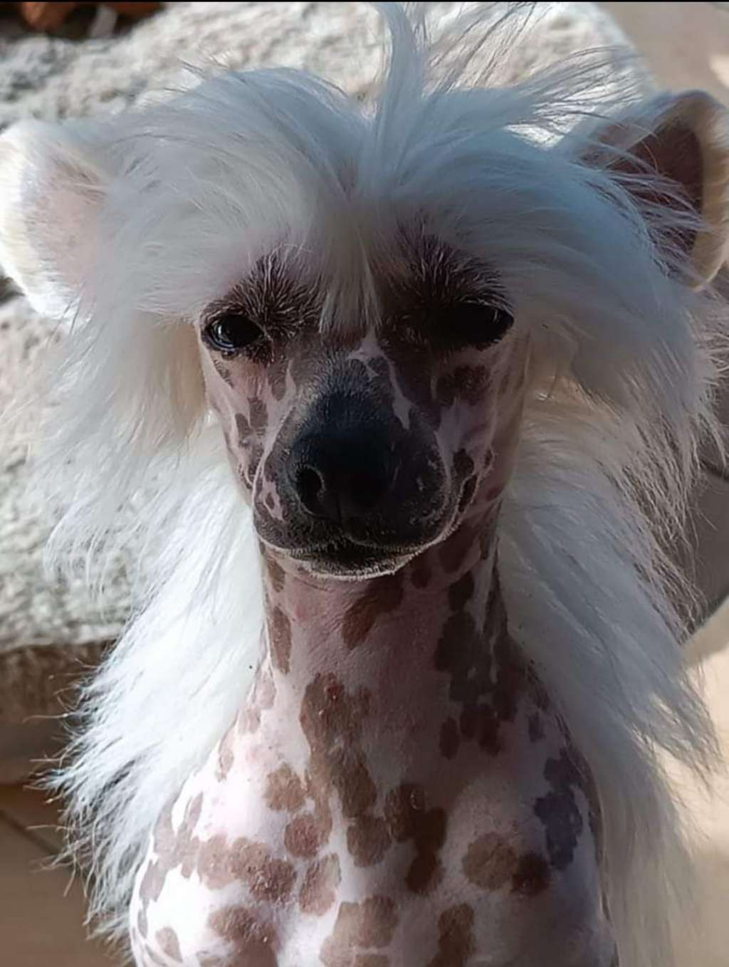 Solinos  The Patriot