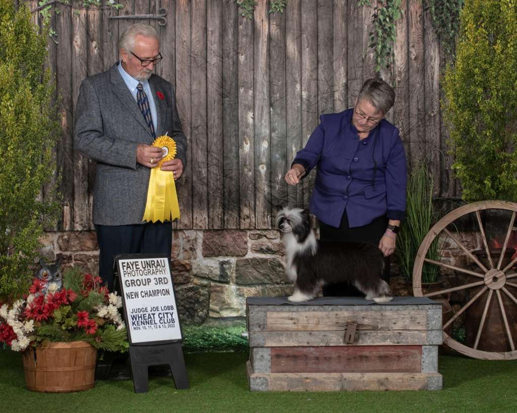 CH Cristall MyAngel Imagine The Vision At Shantel