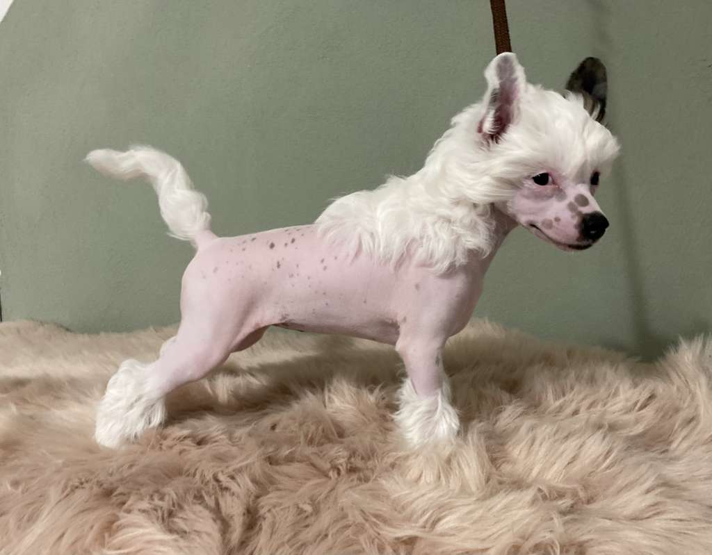 Hessie Urbi Decoroso