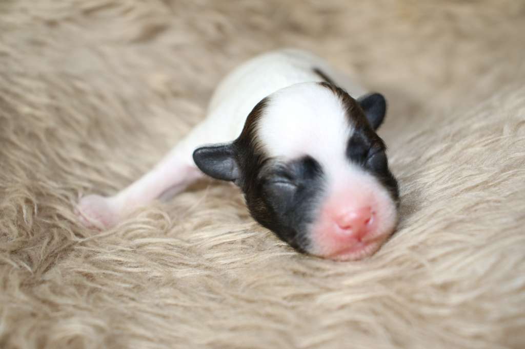 Zenith In The High Basil