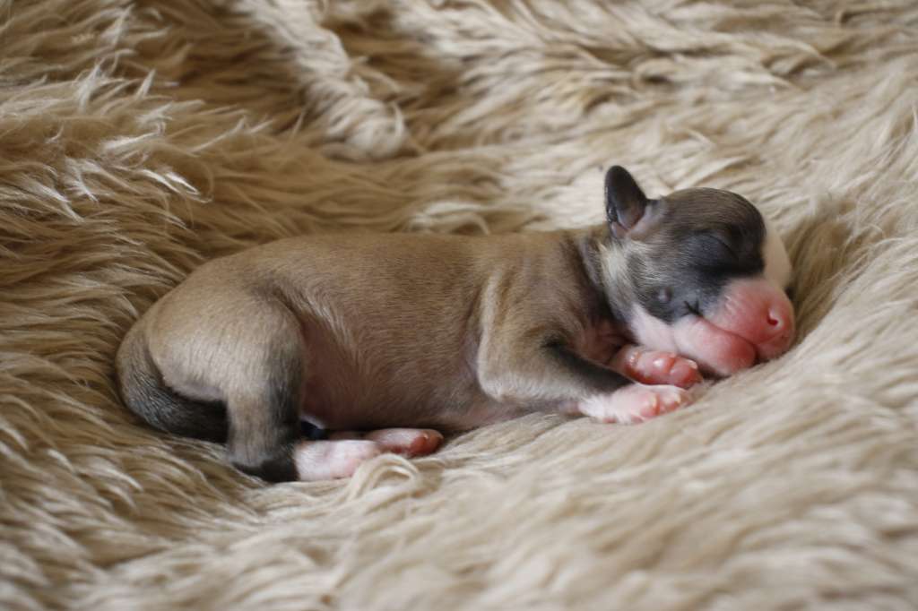 Zenith Thistle While You Work