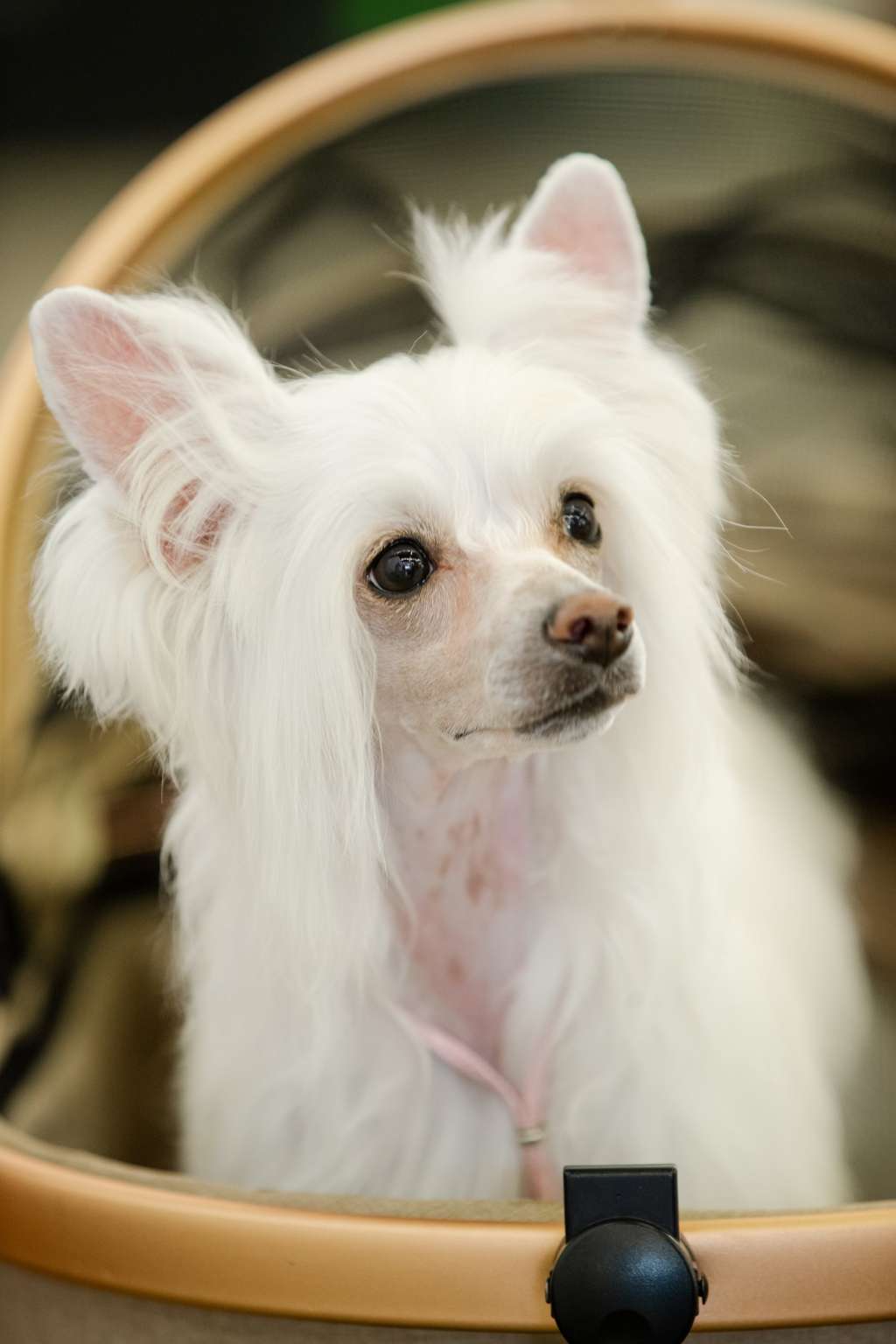 Olyuti's Kiss Me Quick