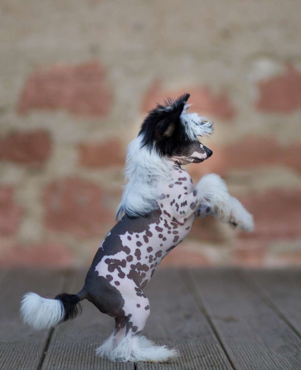 Juicy and Spicy Heritage of Han