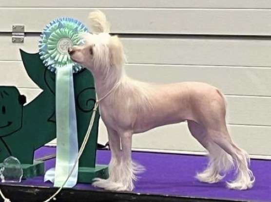 Artic Flyers Happy Dancing