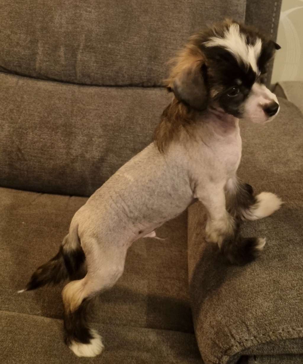 Epadalens Little Ceasar