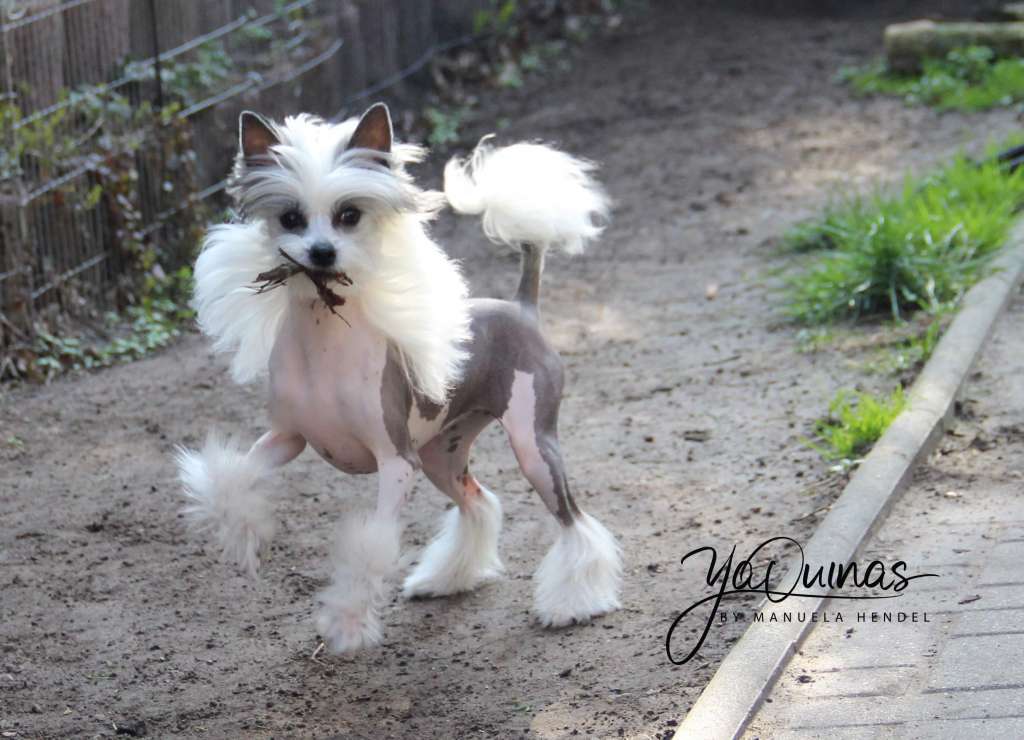 Yaquinas It s Showtime