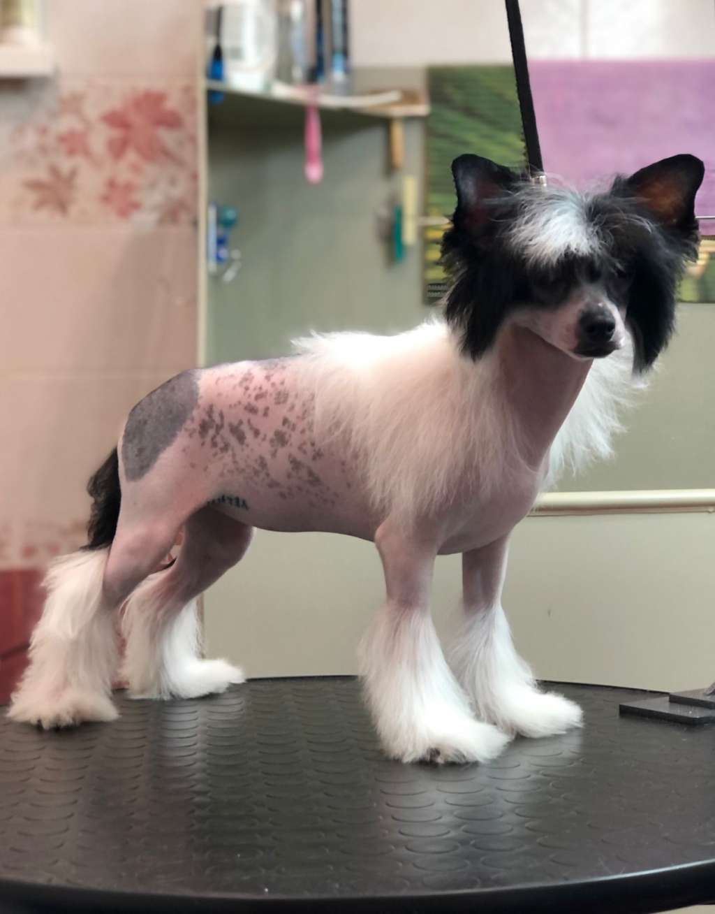 Vellar Pljus Sharline