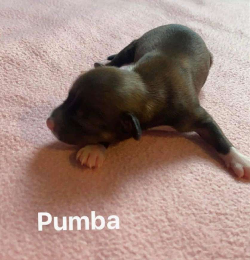 Pumba
