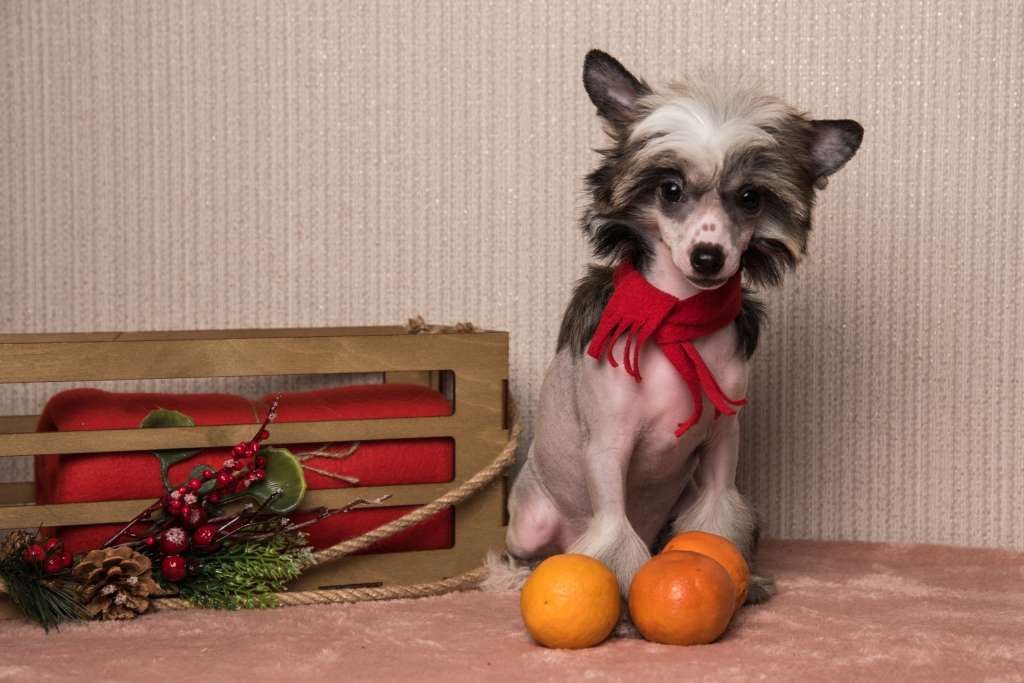 Anna Sky Kennel Nora