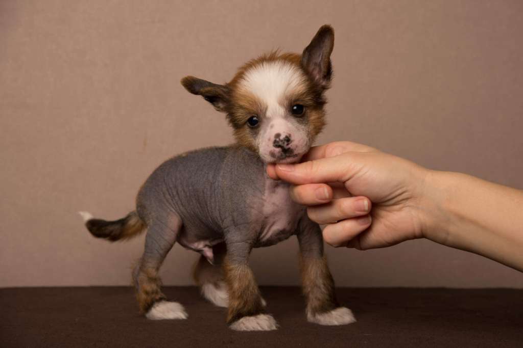 Anna Sky Kennel Opium