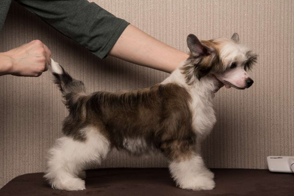 Anna Sky Kennel Orion