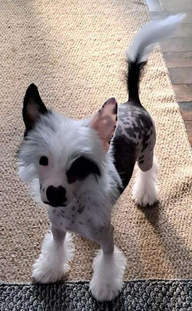 Jewels Summer Racin Fast N Furryless