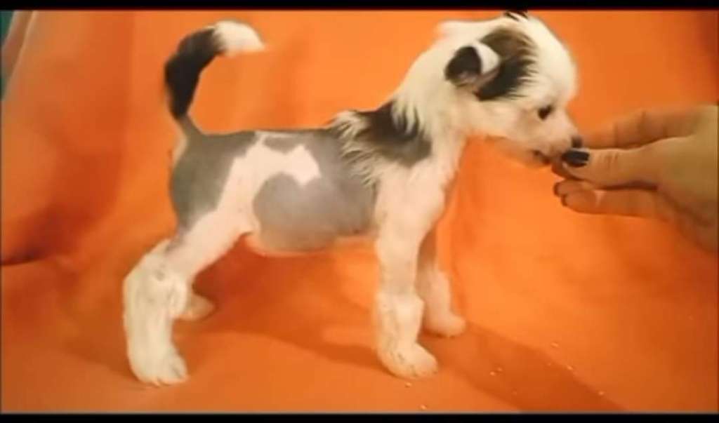 Magic'N Mystic Voices In The Walls