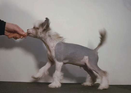 Magic'N Mystic Villain In The Pyjama