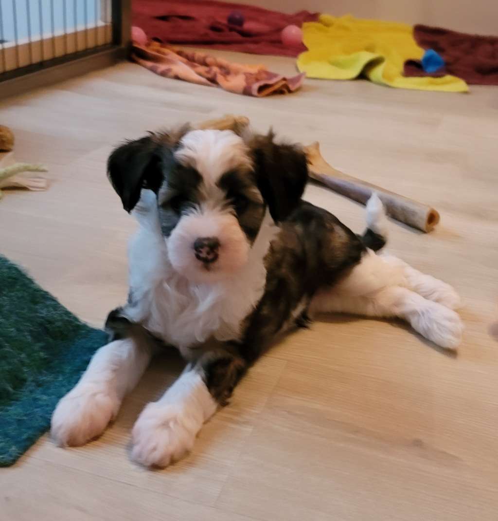 Coca of Milena's Kingdom