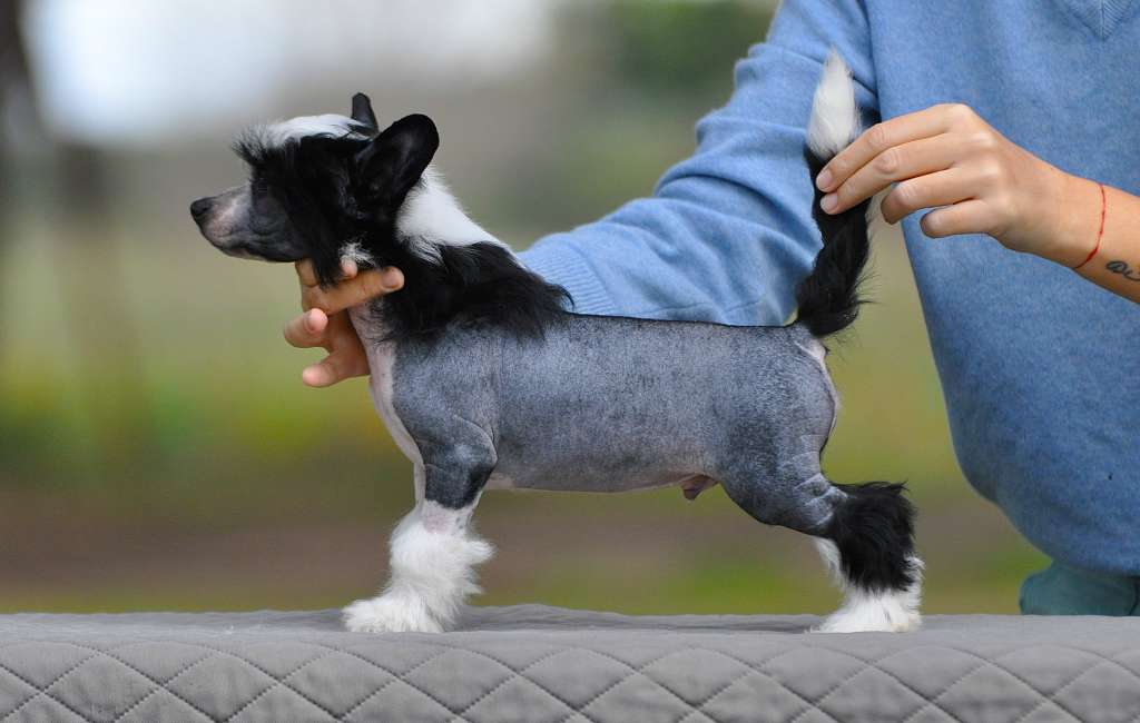 Victory's Laurel Leading Man