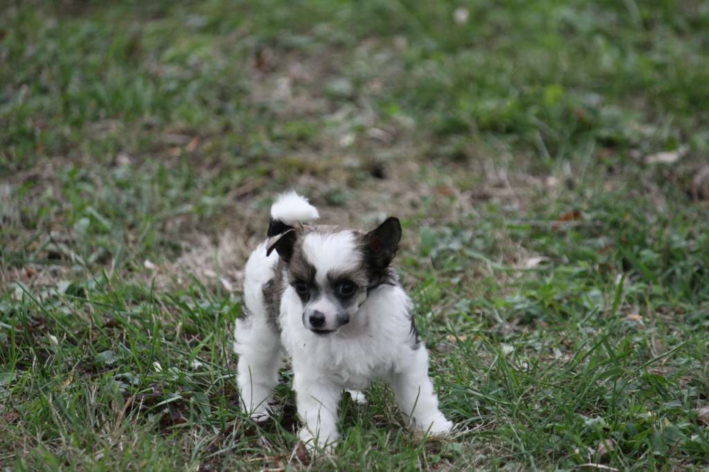 Moon Harbour Tit Shine Plum